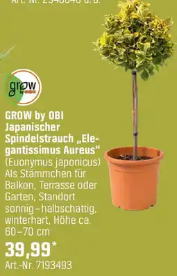 OBI Japanischer Spindelstrauch Ele- gantissimus Aureus Angebot
