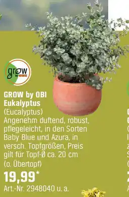 OBI Eukalyptus Angebot