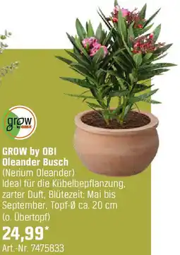 OBI Oleander Busch Angebot