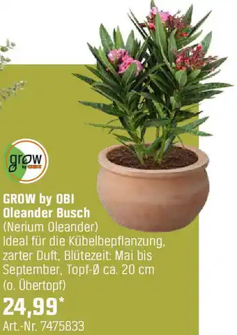 OBI Oleander Busch Angebot