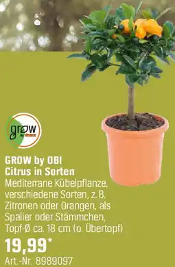 OBI Citrus in Sorten Angebot