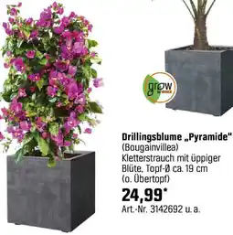 OBI Drillingsblume Pyramide Angebot