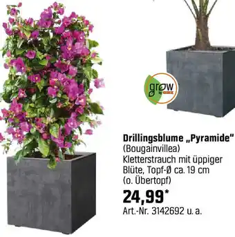 OBI Drillingsblume Pyramide Angebot