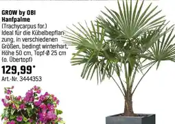 OBI Hanfpalme Angebot