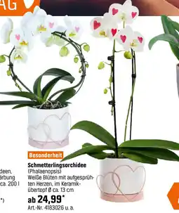 OBI Schmetterlingsorchidee Angebot