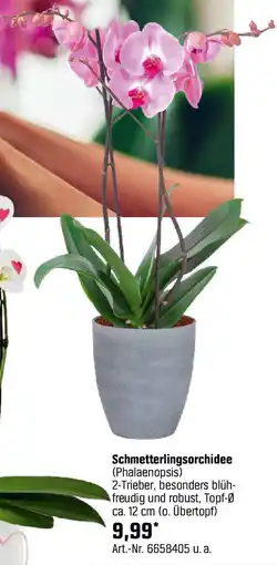 OBI Schmetterlingsorchidee Angebot