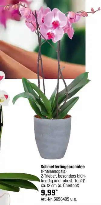 OBI Schmetterlingsorchidee Angebot