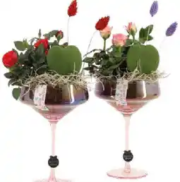 OBI Pflanzen im Glas Angebot