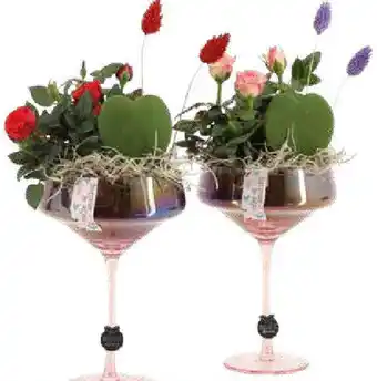 OBI Pflanzen im Glas Angebot
