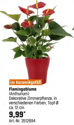 OBI Flamingoblume Angebot
