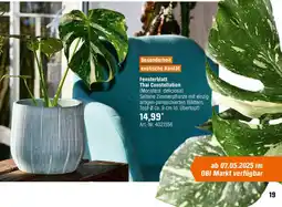 OBI Fensterblatt Thai Constellation Angebot