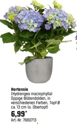 OBI Hortensie Angebot