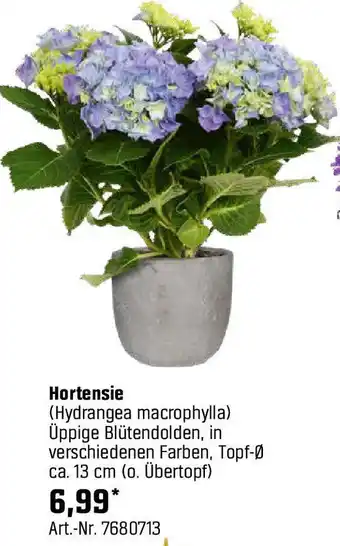 OBI Hortensie Angebot