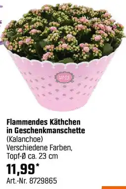 OBI Flammendes Käthchen in Geschenkmanschette Angebot