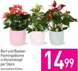 Sutterlüty Bart und Bastian Flamingoblume Angebot