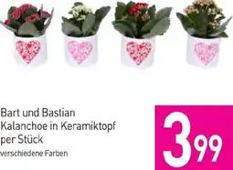 Sutterlüty Bart und Bastian Kalanchoe Angebot