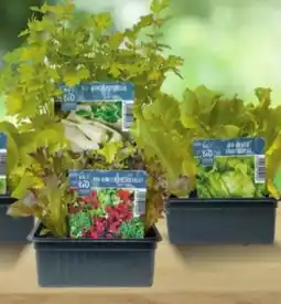 Lagerhaus Bio-Junggemüsepflanze Angebot