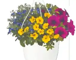 Lagerhaus Blumenampel-Mix Angebot