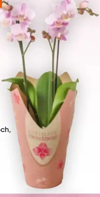 Billa Orchidee Multiflora Angebot