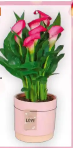 Billa Zimmercalla in Keramik Angebot