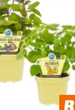 OBI Blu Japanische Faserbanane Angebot