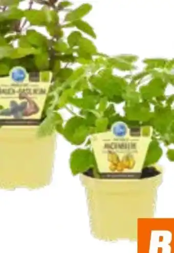 OBI Blu Japanische Faserbanane Angebot
