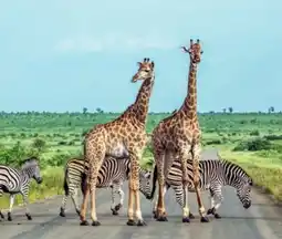 Billa Reisen Billa-Reisen Südafrika vom Krugerpark zum Tafelberg Angebot