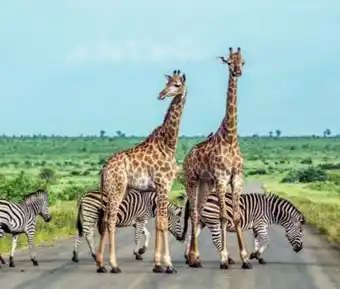 Billa Reisen Billa-Reisen Südafrika vom Krugerpark zum Tafelberg Angebot
