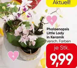 Spar Phalaenopsis Little Lady Angebot