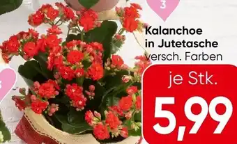 Spar Kalanchoe Angebot
