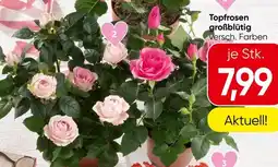 Spar Topfrosen großblütig Angebot