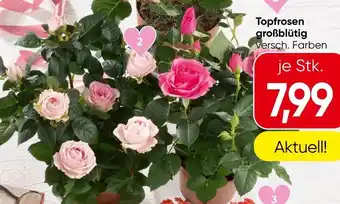 Spar Topfrosen großblütig Angebot