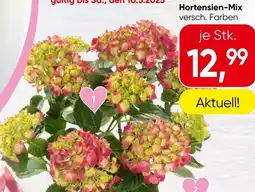 Spar Hortensien-Mix Angebot
