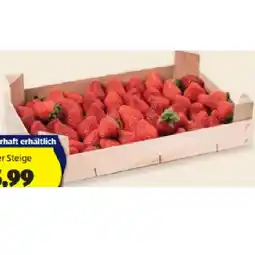 Hofer Erdbeeren HOFER Angebot