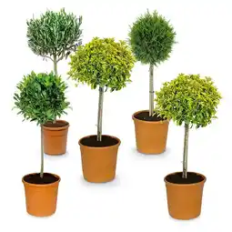 Hofer Toskana-Stämmchen versch. Sorten HOFER Angebot