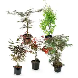 Hofer Ahorn-Strauch versch. Sorten und Farben HOFER Angebot