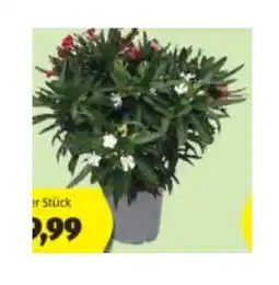 Hofer Oleander Trio versch. Blütenfarben HOFER Angebot
