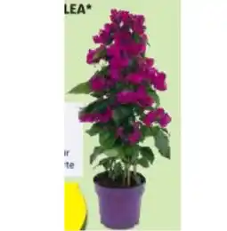 Hofer Bougainvillea HOFER Angebot