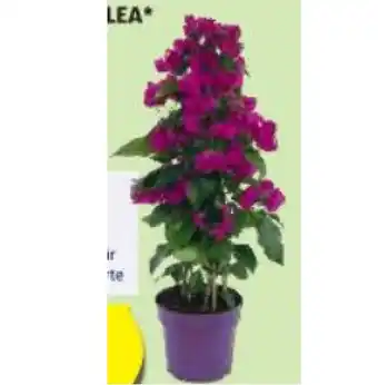 Hofer Bougainvillea HOFER Angebot