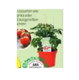 Hofer Naschgemüse versch. Gemüsesorten HOFER Angebot