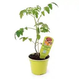 Hofer Bio-Tomatenrarität versch. Sorten HOFER Angebot