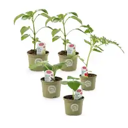 Hofer Bio-Fruchtgemüsepflanze versch. Sorten HOFER Angebot