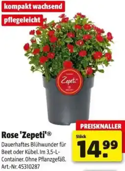 Hagebau Rose Zepeti Angebot