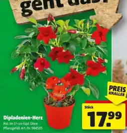 Hagebau Dipladenien-Herz Angebot