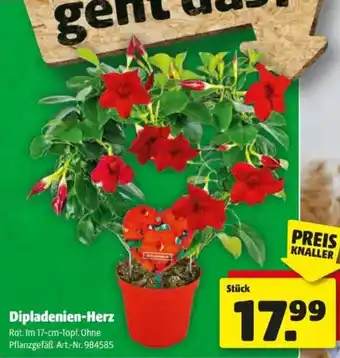 Hagebau Dipladenien-Herz Angebot