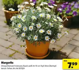 Hagebau Margerite Angebot