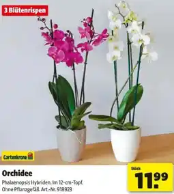 Hagebau Orchidee Angebot