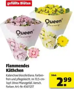 Hagebau Flammendes Käthchen Angebot