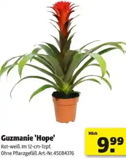 Hagebau Guzmanie Hope Angebot