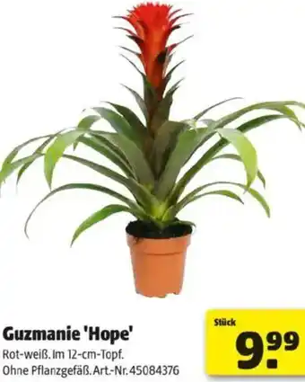 Hagebau Guzmanie Hope Angebot